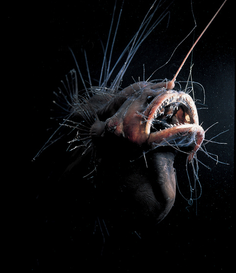 Originals_674-abyss3