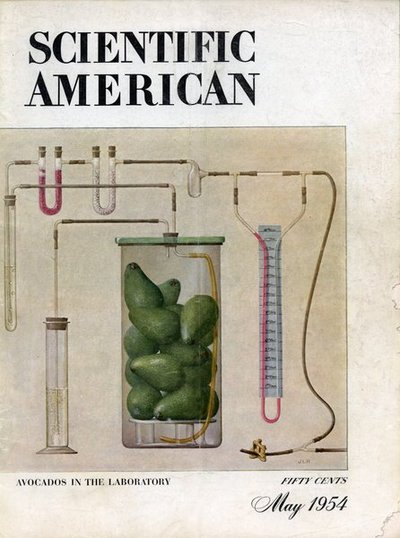 Avocados in the Laboratory