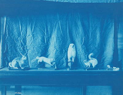 View of Stuffed Animals Installation
