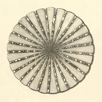 Echinodermata