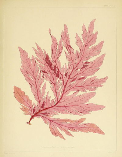 Cryptogamic Botany
