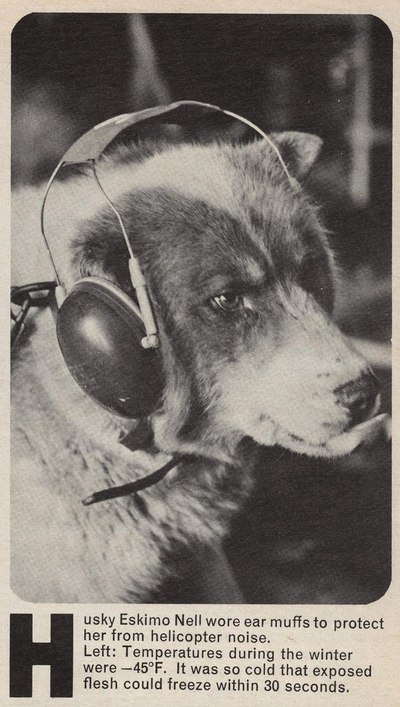 Husky Eskimo Nell