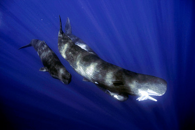 Whale Eats Squid
