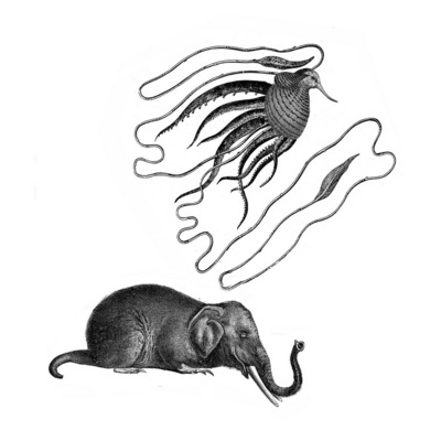 Of Mice and Elephants