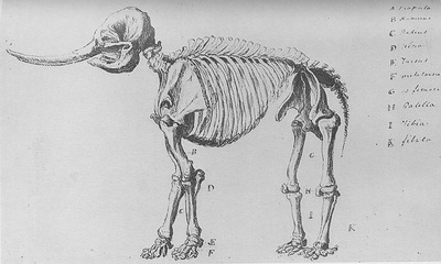 Peale's Mammoth