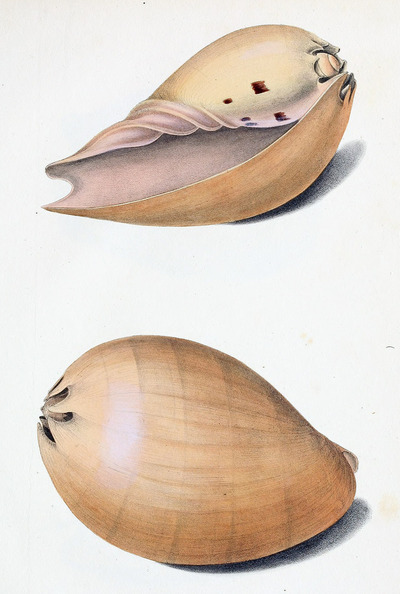 Exotic Conchology