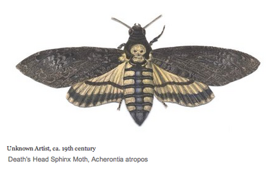 Death's Head Sphinx Moth