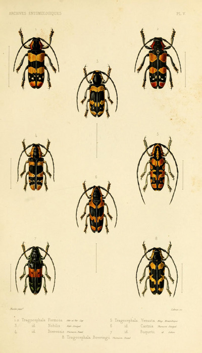 Illustrations d’insectes