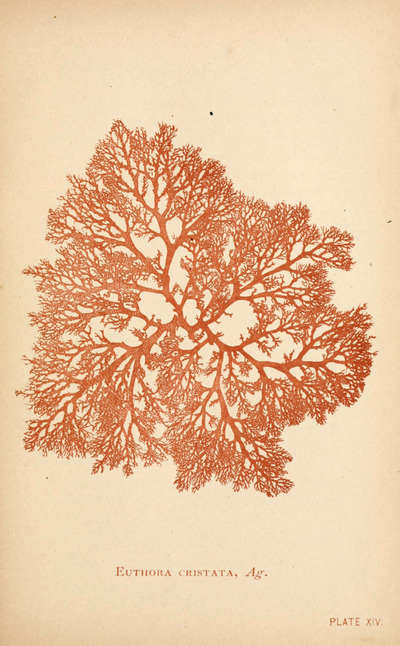 Sea Mosses, A Collector's Guide