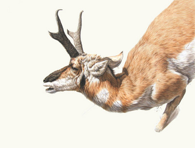 Pronghorn II