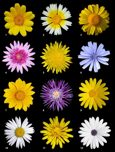 Twelve different species of flowers of the <i>Asteraceae</i> Family