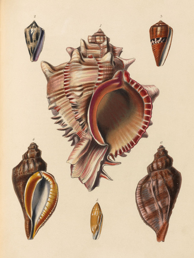 Beechey's Voyage