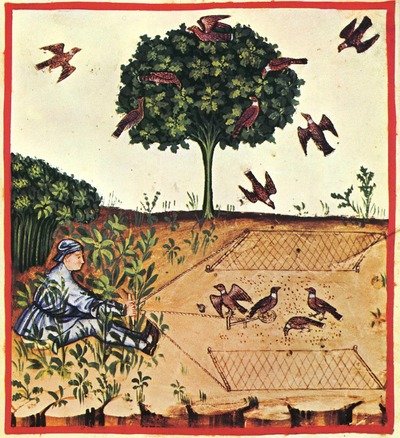 Catching Doves