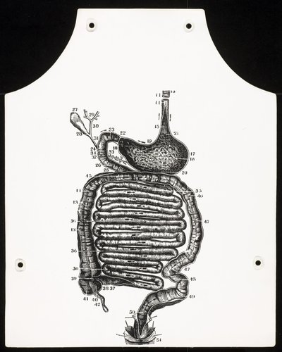 Stomach Anatomy Apron