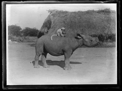 Monkey Riding Rhino