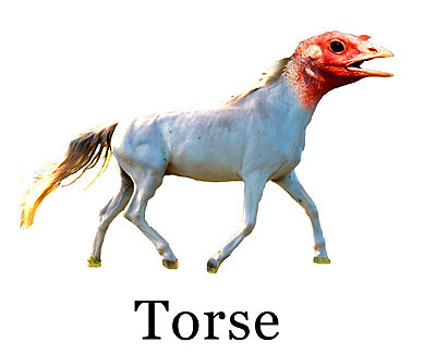 Combination Animals
