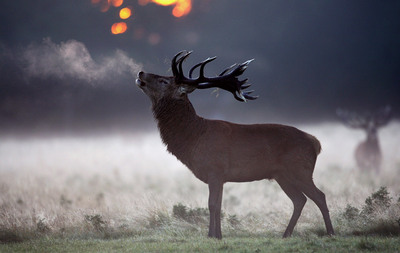 Red Stag