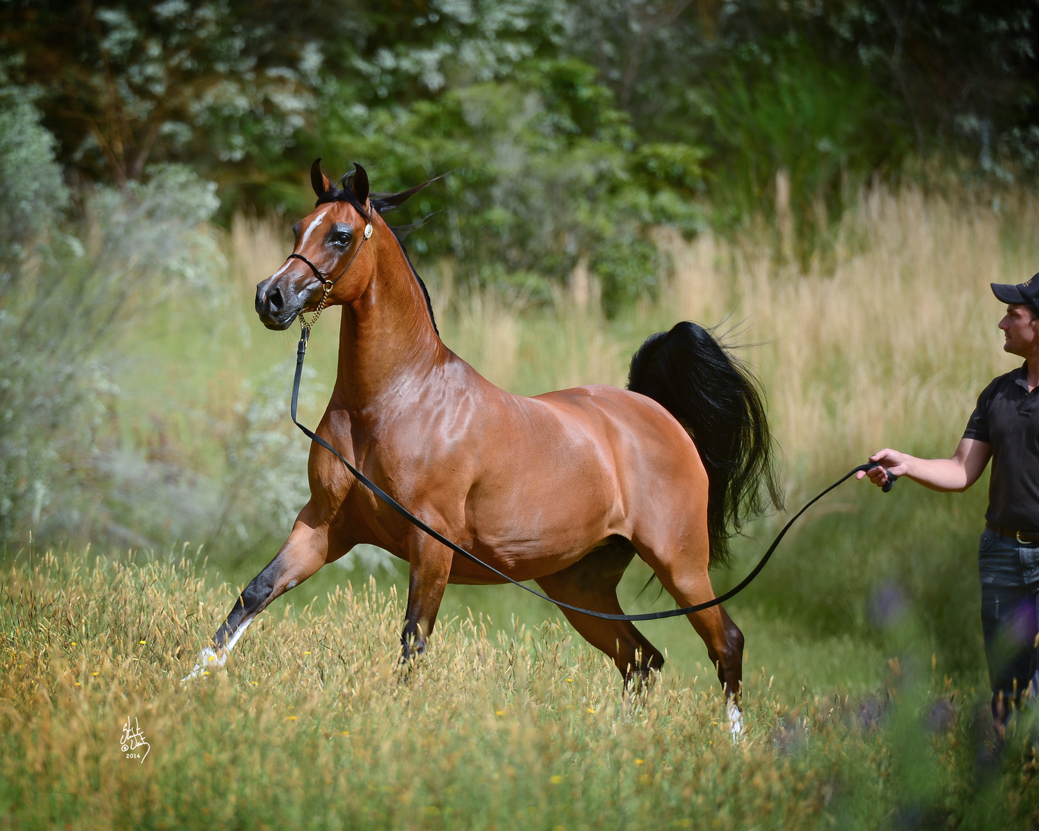 MYSTIC FAME Mulawa Arabian Stud Sydney Australia