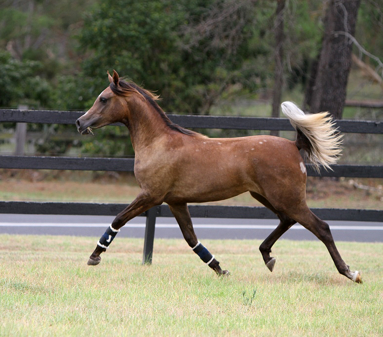 KLASSIC INFATUATION MI Mulawa Arabian Stud Sydney Australia