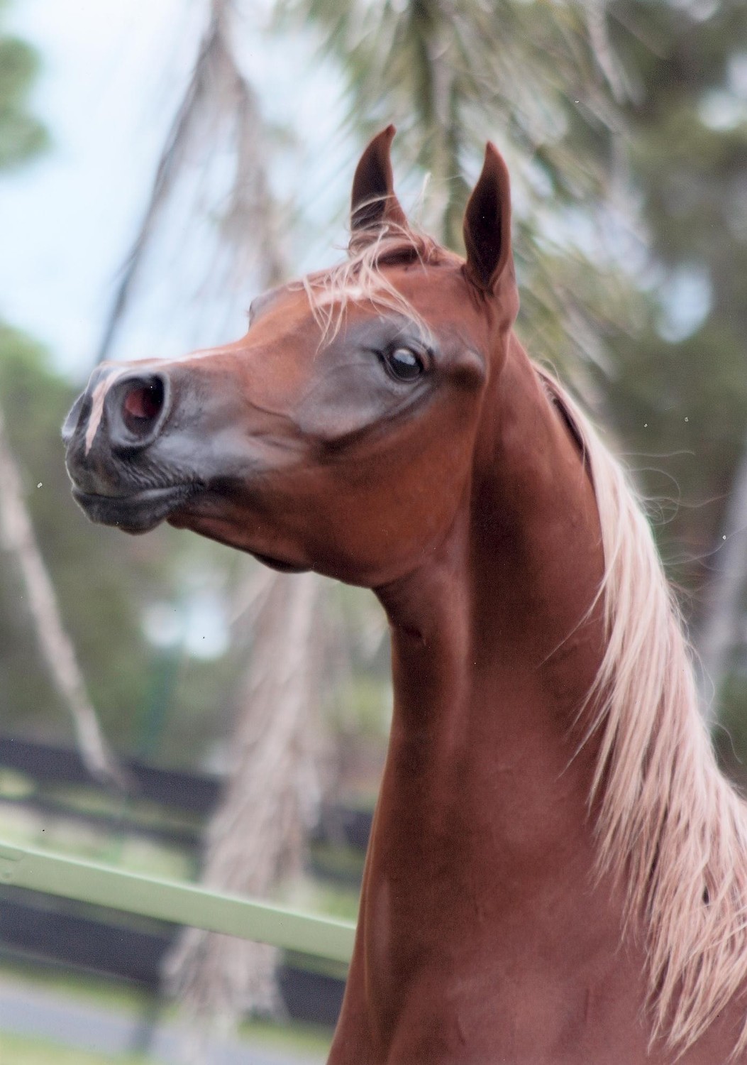 MULAWA PRIDE Mulawa Arabian Stud Sydney Australia