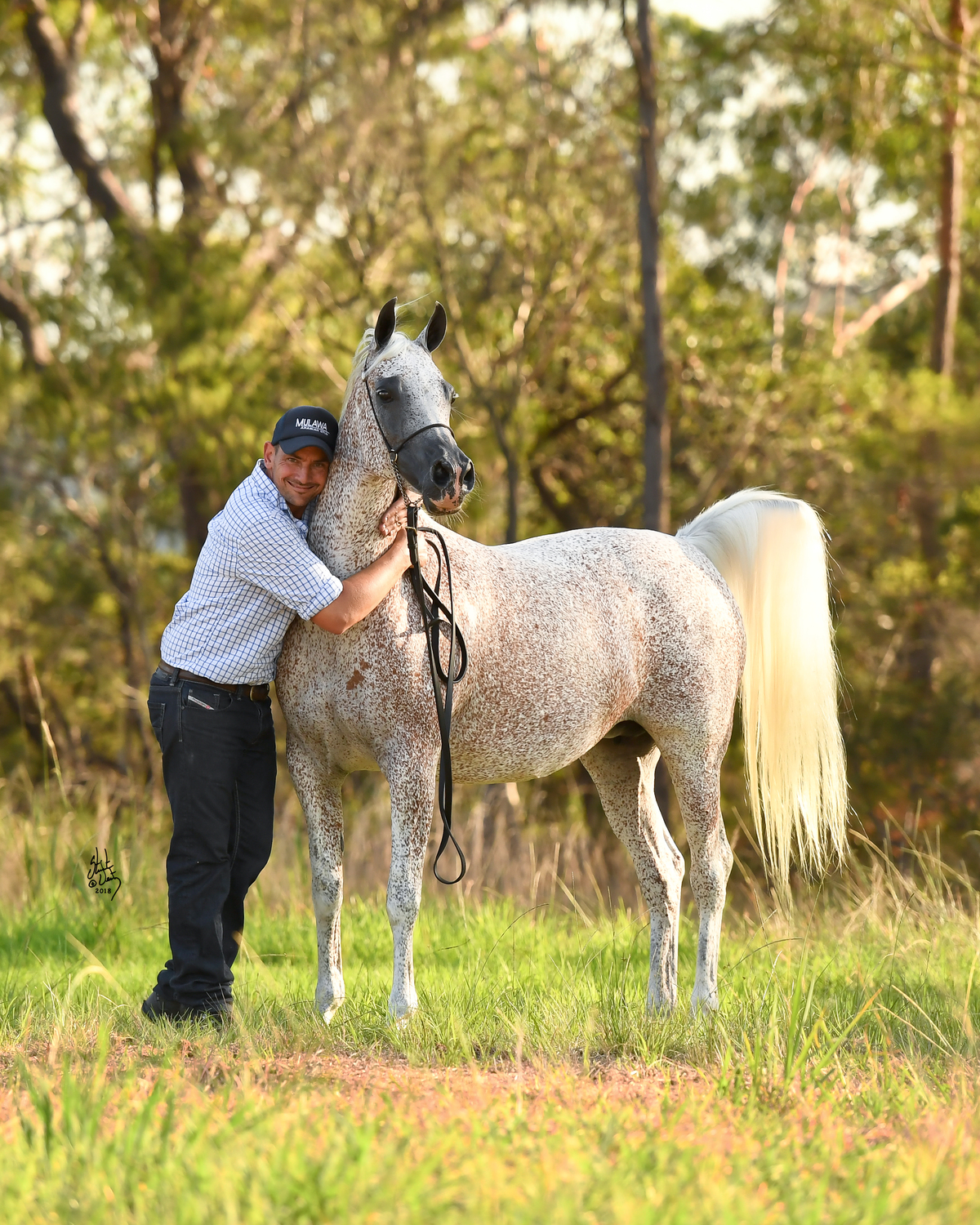 Arabian Studs & Stallions 201819 Mulawa Arabian Stud Sydney Australia