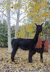 Snowmass Samsara & J Creek Simply Irresistible 3 in 1