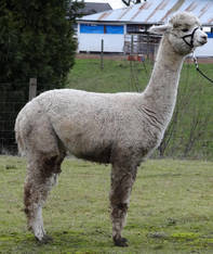 "SUB LOT" Paca Paradise Tronador's Khaleesi