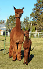 ESTATES MAGIC MOON & FEMALE CRIA
