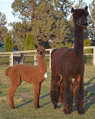 3 in 1 SAPHIRE SYMPHONY & FEMALE CRIA