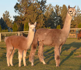 3 IN 1 PATAGONIA ESTATES RIM OF FIRE & FEMALE CRIA