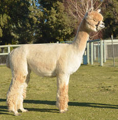 PATAGONIA'S ESTATES PRETTY LADY