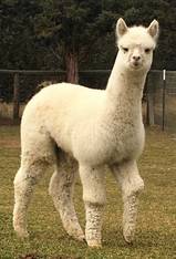 FDA Rembrandt's Silken Star Sensation