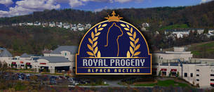 2017 Royal Progeny Alpaca Auction