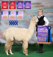 Heather's Acre Accoyo Glamour & Alpaca Palace Silent Legend's Valentino (4-in-1 package)