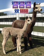 Monarch's Spirit of Matrix & Female Cria Alpaca Palace Spirit's Raina Cloud (3-in-1)