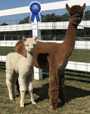 Alleghenies' Aileen and Alpaca Palace's Lambda (3-in-1)