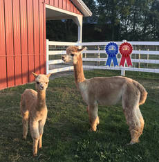 Alpaca Palace Houdini’s Harmony with male cria Alpaca Palace Zagato’s Zhi (3-in-1 package)