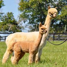 Snowmass Enchanted Vintage and female cria Snowmass Enchanting Moments