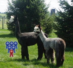 WP Mary Jane & Alpaca Palace's Z I Am Stoked
