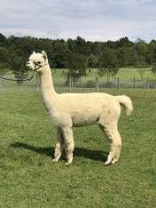 Heather's Acre Accoyo Princess