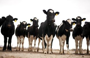 Seen is livestock from Licon Dairy, on Feb. 19, 2013 outside of Fort Hancock, Texas in Hudspeth County. The dairy farm, which was previously in El Paso County, has 42 acres and approximately 40 heifers.