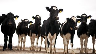Seen is livestock from Licon Dairy, on Feb. 19, 2013 outside of Fort Hancock, Texas in Hudspeth County. The dairy farm, which was previously in El Paso County, has 42 acres and approximately 40 heifers.