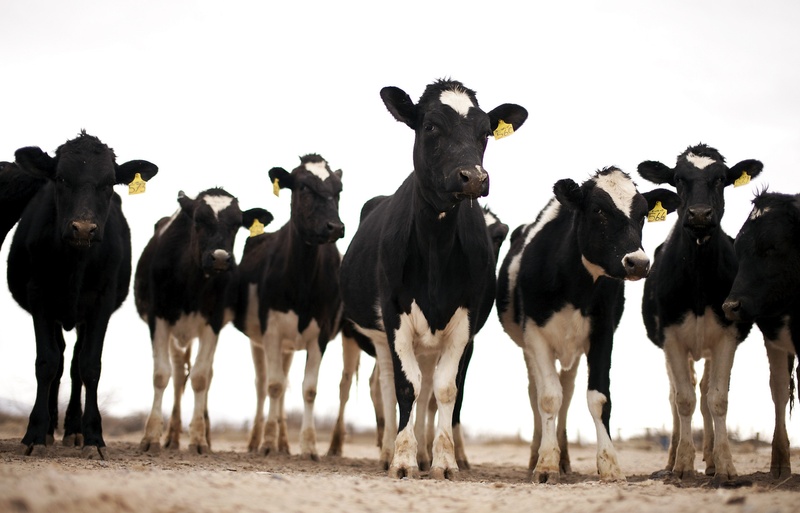 Bill Could Bring Dairy Farming Back to El Paso The Texas Tribune