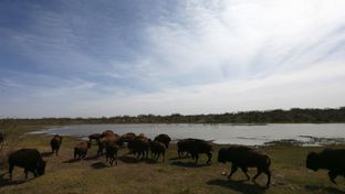 Southern plains bison from the Goodnight heard are raised for meat on Hugh Fitzsimons's SHAPE Ranch in Carrizo Springs, TX, February, 21, 2013.