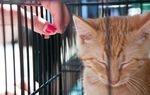 More than 20,000 animals go through municipal animal shelters in Texas every year, and contact information for their new owners becomes public information. A bill under consideration in the Legislature would change that.