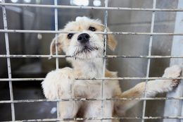 Over the last decade, the animal shelter in Eagle Pass most often performed euthanasia with carbon monoxide - a practice now outlawed.
