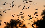Bracken Cave, just north of the burgeoning San Antonio metropolitan area, has been home to the largest colony of bats in the world for thousands of years. But the keepers of the preserve that holds the cave say a developer's attempt to build 3,800 homes next to the cave threatens the bats' very livelihood.