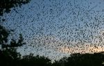 Bracken Cave, just north of the burgeoning San Antonio metropolitan area, has been home to the largest colony of bats in the world for thousands of years. But the keepers of the preserve that holds the cave say a developer's attempt to build 3,800 homes next to the cave threatens the bats' very livelihood.