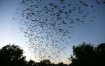 Bracken Cave, just north of the burgeoning San Antonio metropolitan area, has been home to the largest colony of bats in the world for thousands of years. But the keepers of the preserve that holds the cave say a developer's attempt to build 3,800 homes next to the cave threatens the bats' very livelihood.