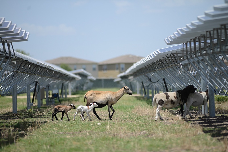 Sheep Power Texas Solar Farm Employs Lamb Landscapers The Texas Tribune